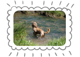 Adverture Day pet photography - dog playing in river