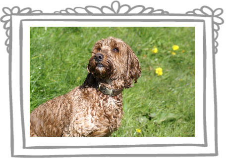 capturing your pet's unique personality
